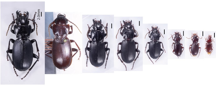 Pterostichus species found in sympatry. From left to right: Pterostichus lama, P. morionides, P. tarsalis, P. sp1, P.sp2, P. inanis, P.sp3 (maybe P. tahoensis?), P. hatchi